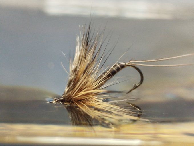 Brune de mars  daiichi 1770