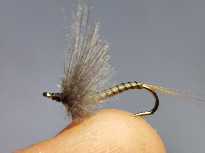 Golden olive daiichi 1770