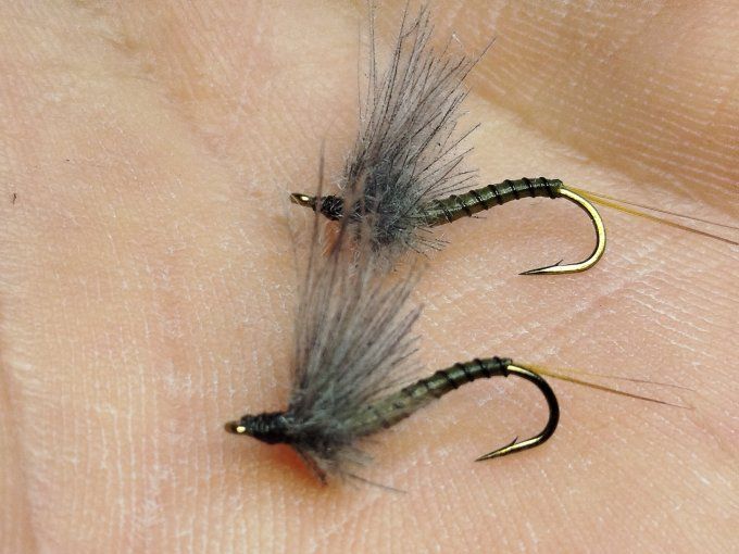 Golden olive daiichi 1770