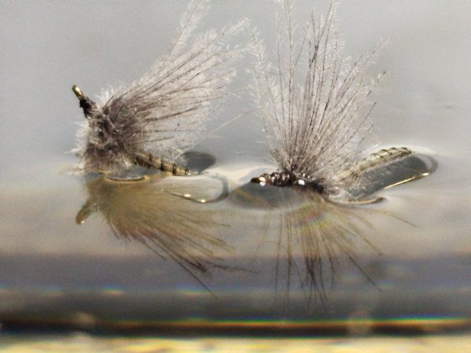 Golden olive daiichi 1770