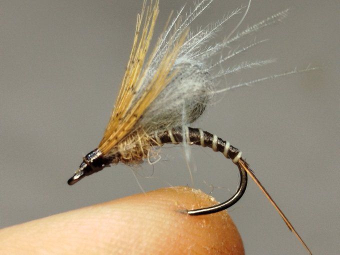 Émergente de brune de mars 