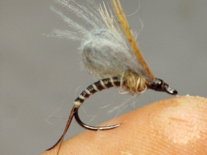 Émergente de brune de mars 