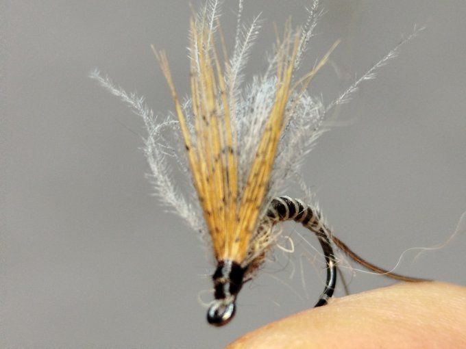 Émergente de brune de mars 