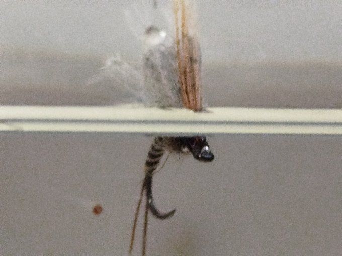 Émergente de brune de mars 