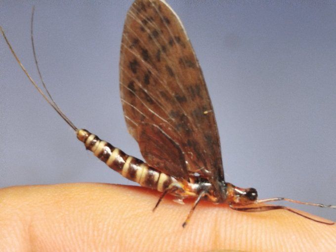 rhithrogena germanica