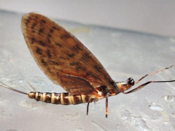 rhithrogena germanica