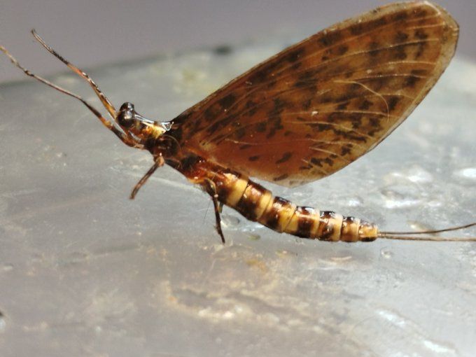 rhithrogena germanica