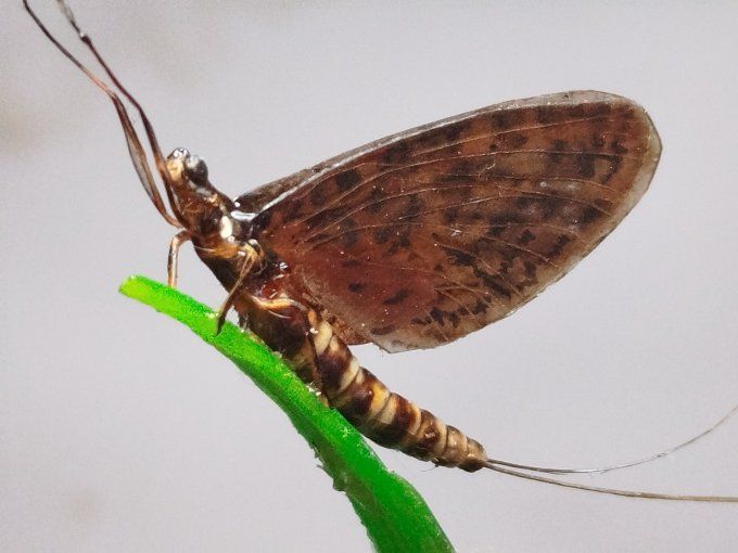 rhithrogena germanica