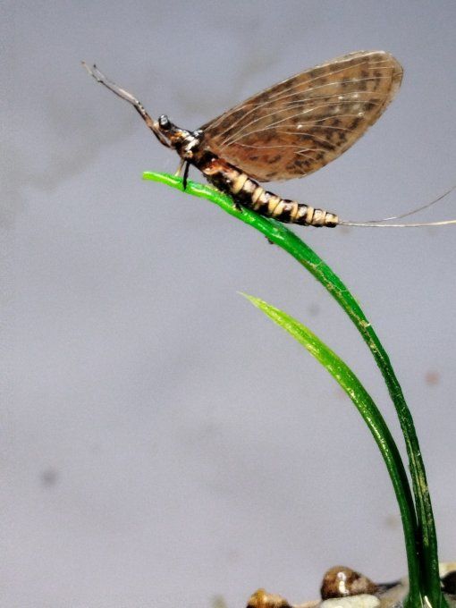 rhithrogena germanica