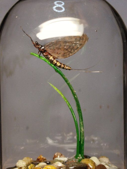 rhithrogena germanica