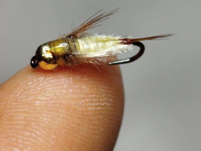 Nymphe de baetidé tungstène 