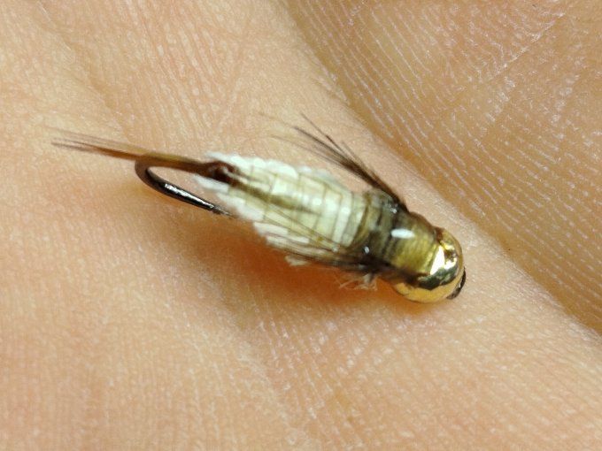 Nymphe de baetidé tungstène 