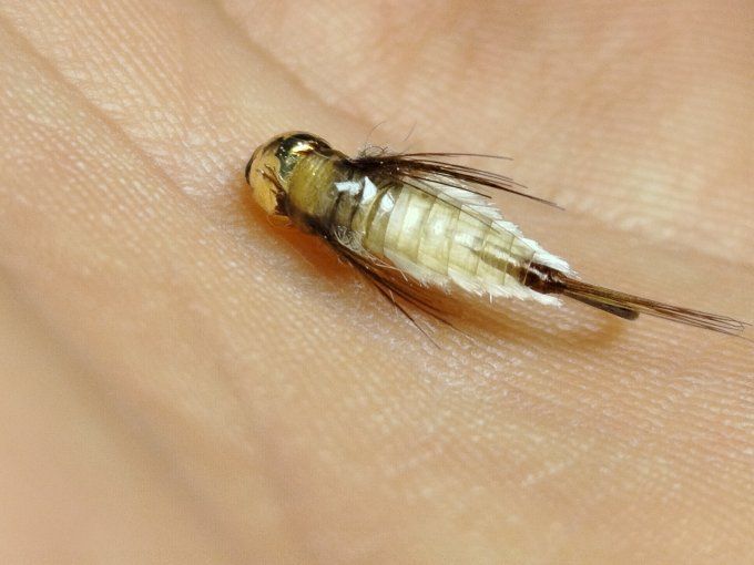 Nymphe de baetidé tungstène 