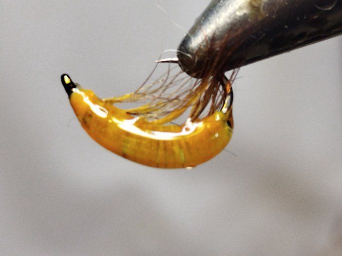 Gammare translucide  jaune orangé 