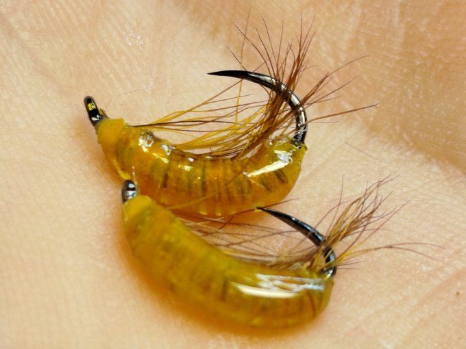 Gammare translucide  jaune orangé 