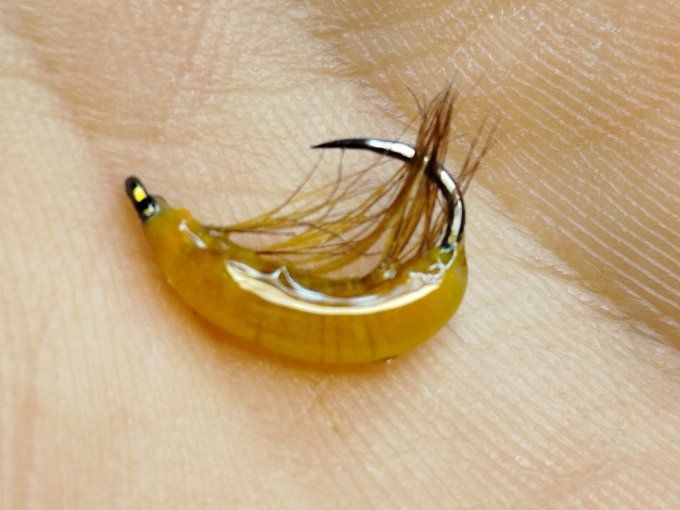 Gammare translucide  jaune orangé 