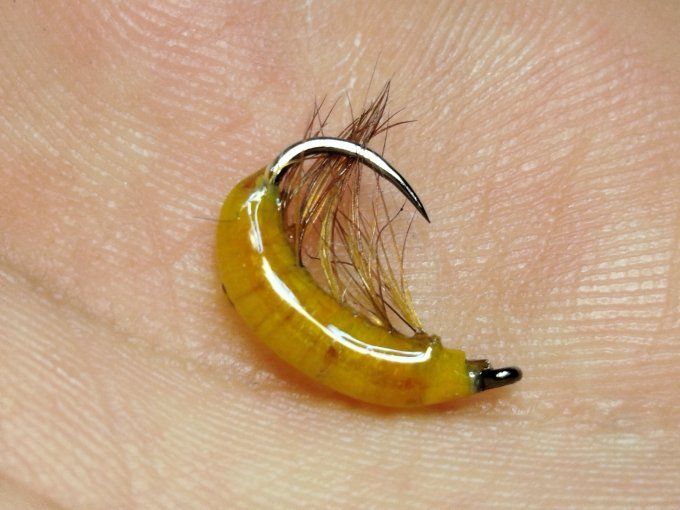 Gammare translucide  jaune orangé 