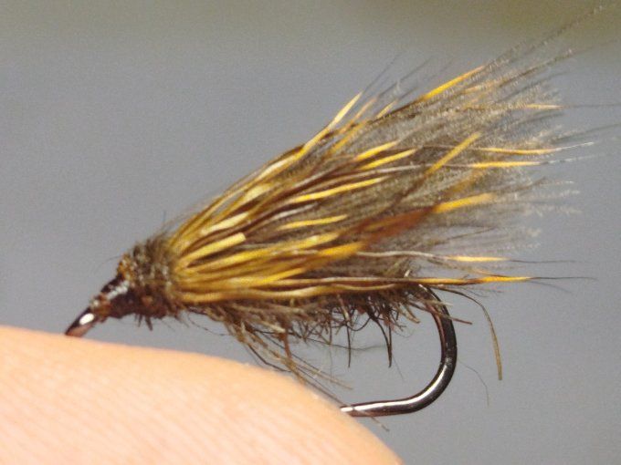 Sedge  ( brachycentrus)