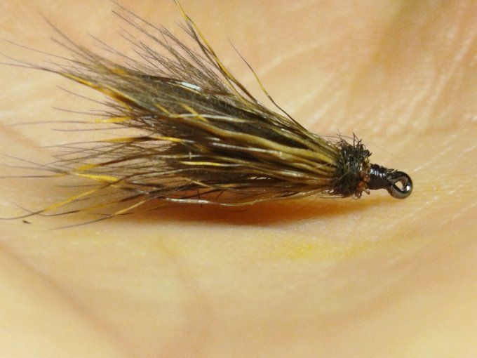 Sedge  ( brachycentrus)