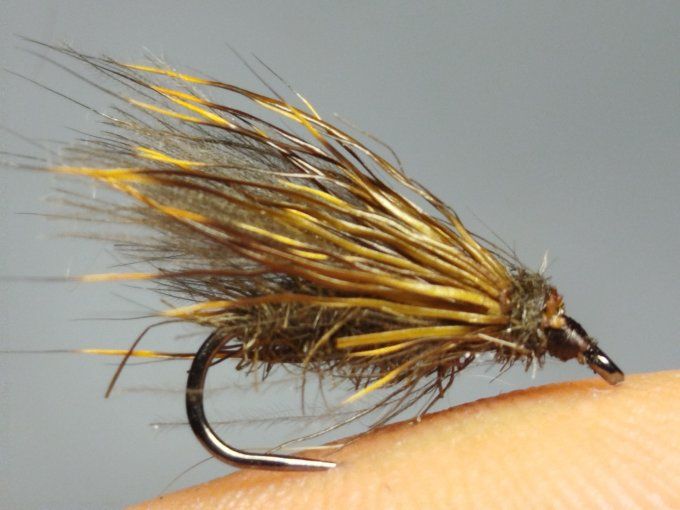 Sedge  ( brachycentrus)