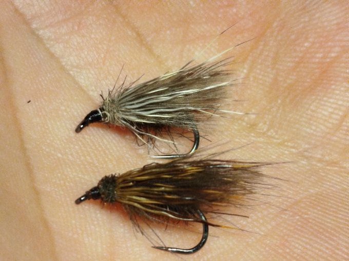 Sedge  ( brachycentrus)