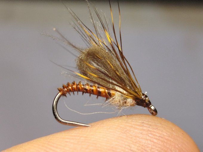 Émergente de baetidé 