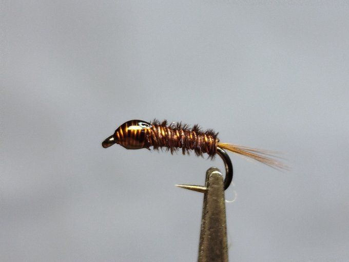 Nymphe cuivre