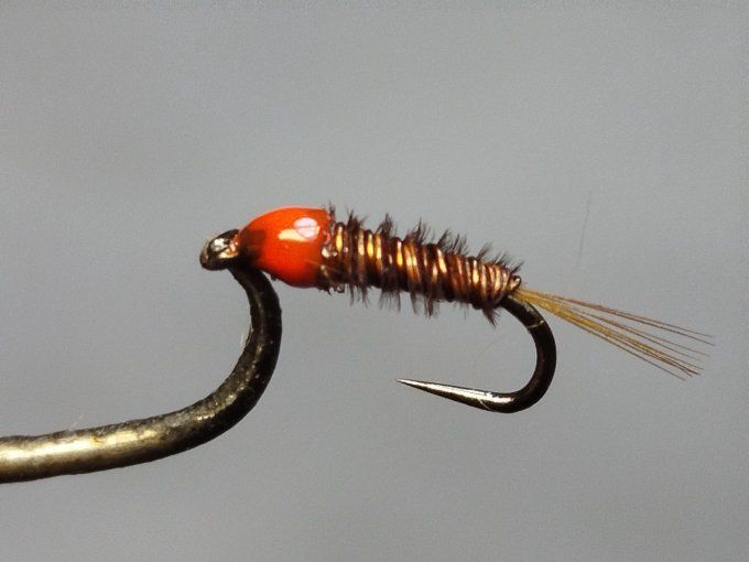 Nymphe cuivre tête orange 