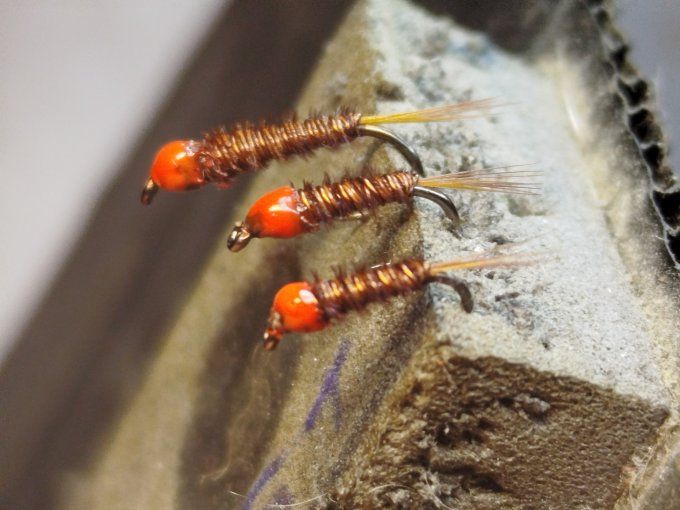 Nymphe cuivre tête orange 