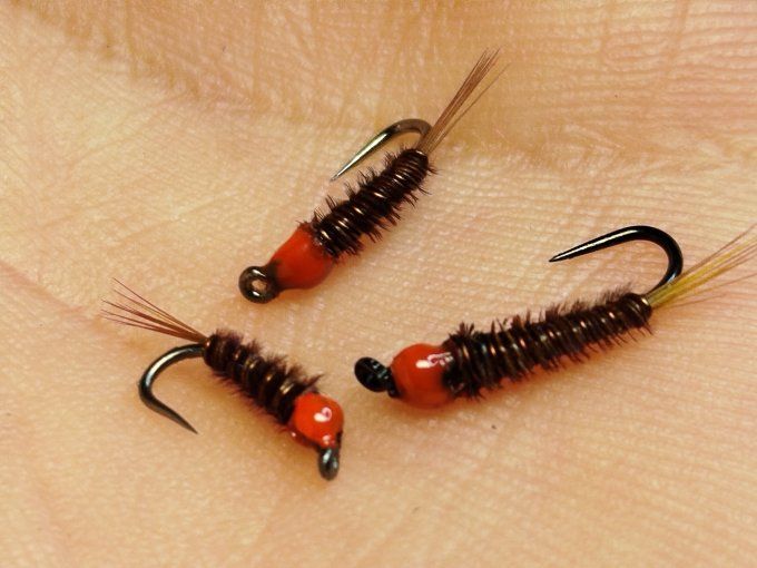 Nymphe cuivre tête orange 