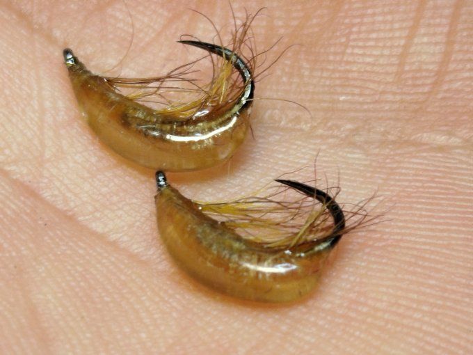 Gammare translucide light Brown 
