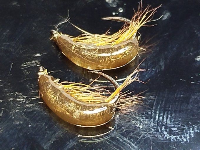 Gammare translucide brown