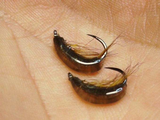 Gammare translucide brown