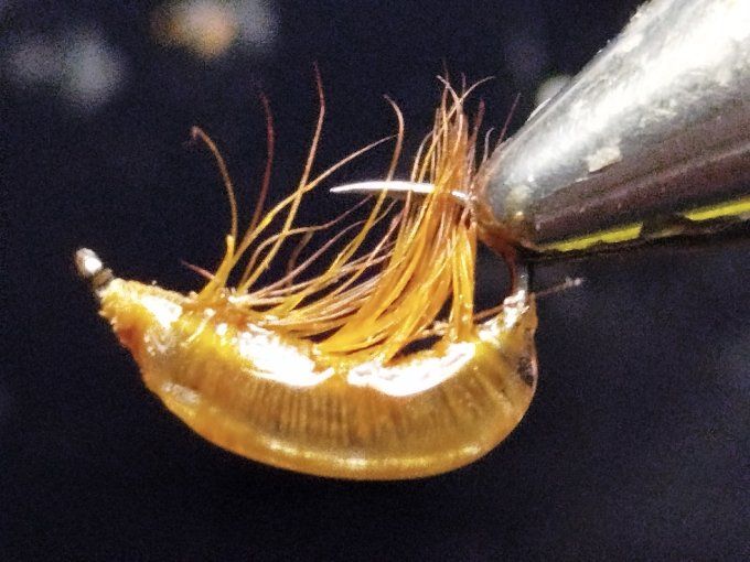 Gammare translucide light Brown 