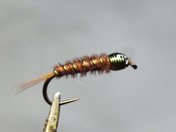Nymphe cuivre olive 