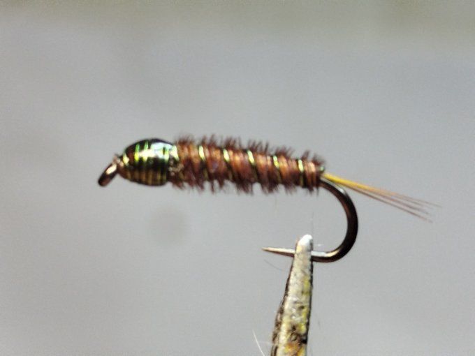 Nymphe cuivre olive 
