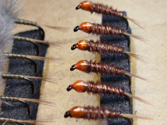 Nymphe cuivre tête orange 