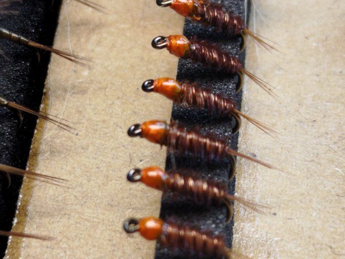 Nymphe cuivre tête orange 