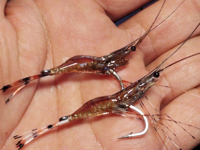 Crevette résine uv transparente  light brown 