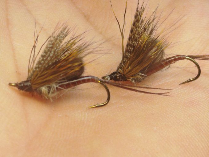 Ecdyonurus 