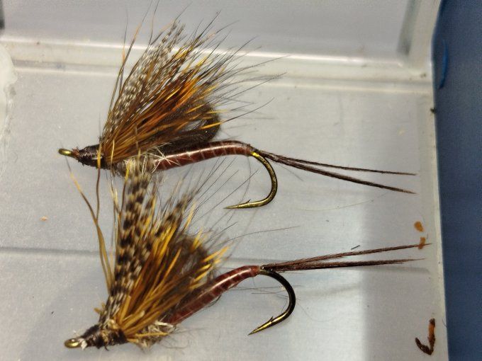 Ecdyonurus 