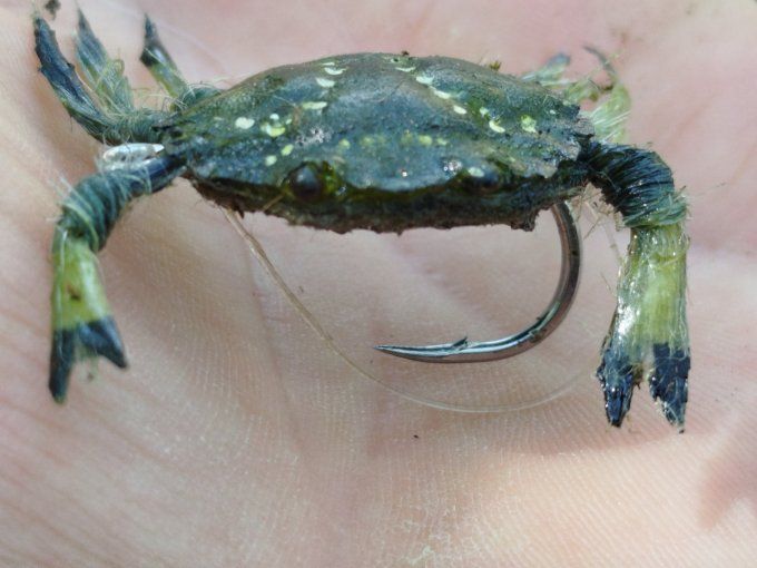 Crabe  vert réaliste 