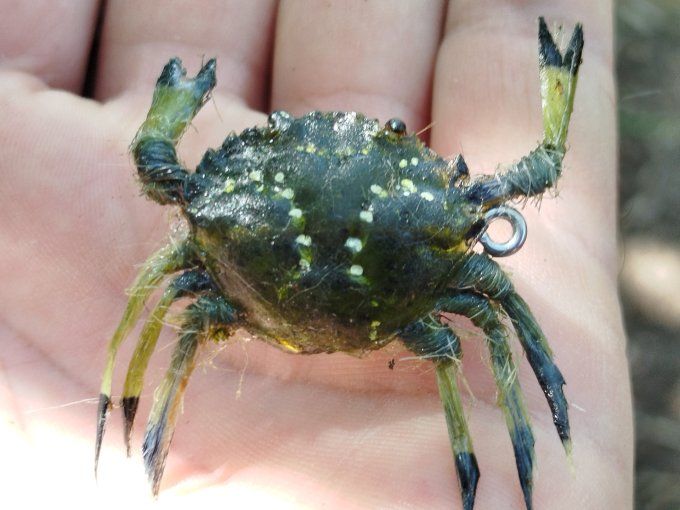 Crabe  vert réaliste 