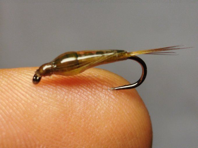 Nymphes de baetidé 