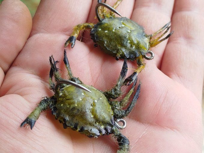Crabe  vert réaliste 
