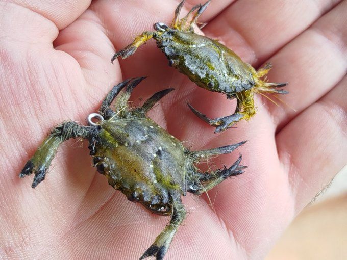 Crabe  vert réaliste 