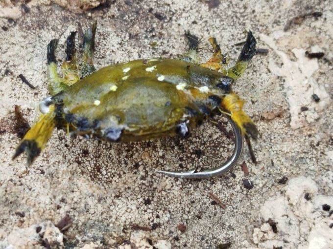 Crabe  vert réaliste 