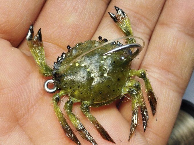 Crabe  vert réaliste 