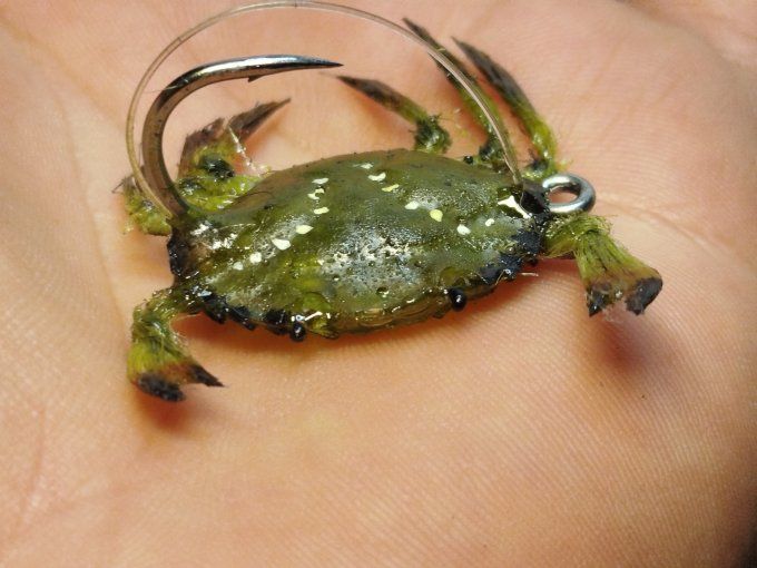 Crabe vert réaliste