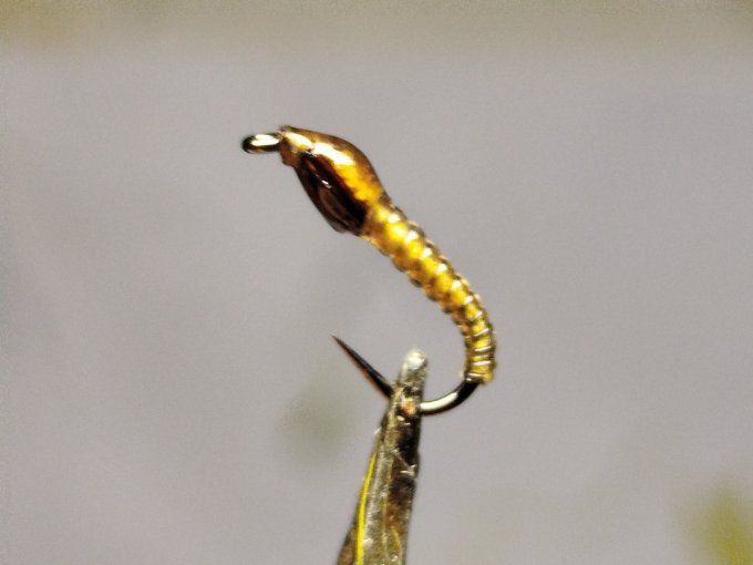 Chironome light brown 